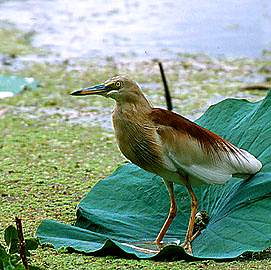 Indian Pond Heron, copyright Sumit Sen